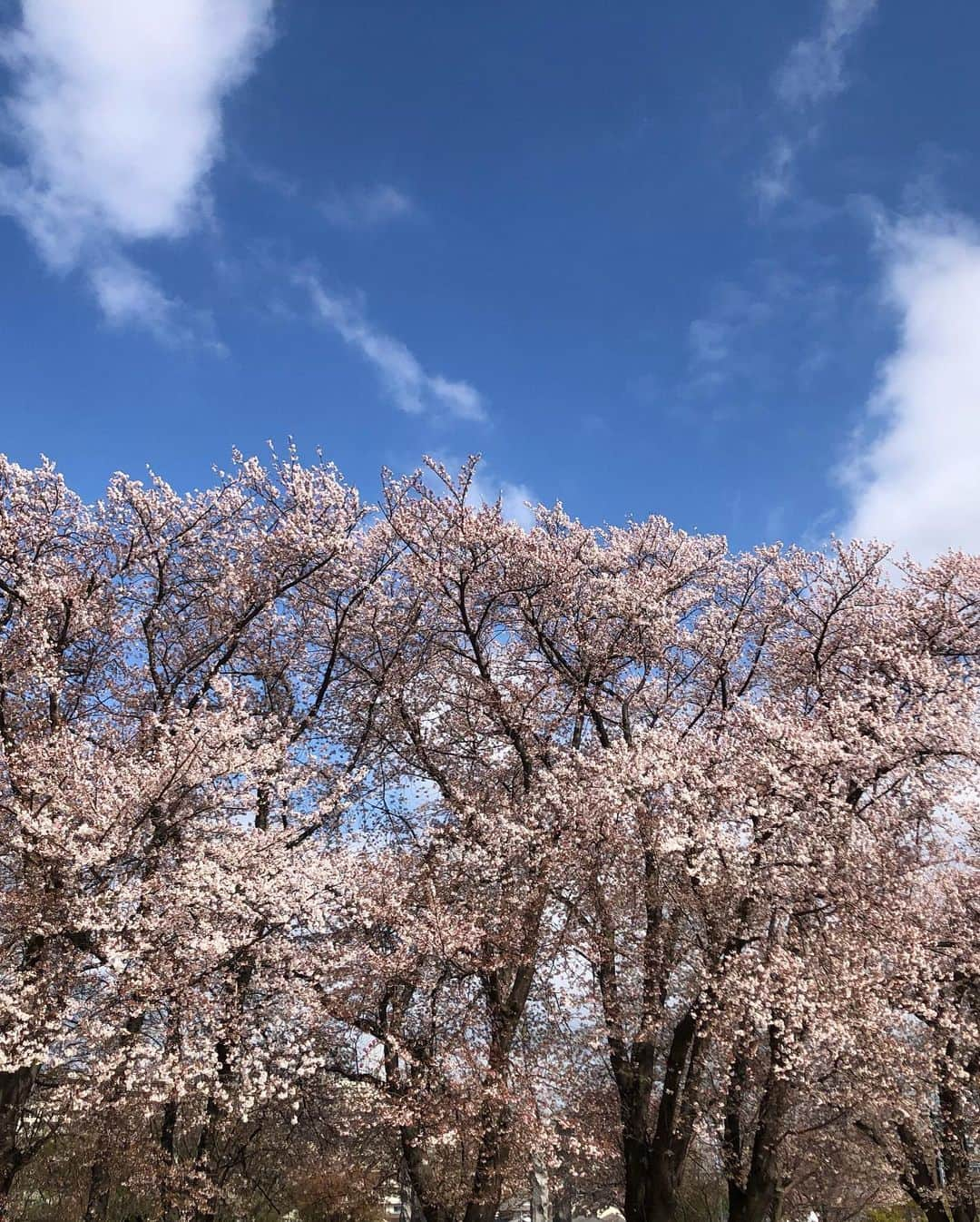 釈由美子さんのインスタグラム写真 - (釈由美子Instagram)「ようやくぽかぽか陽気が戻って 青空も拝めましたね🌞  久しぶりの公園遊びは  昨日までの大雨で 桜🌸もだいぶ散ってしまったようで  最後のお花見🌸を楽しんできました☺️  つくしがたくさん生えていて  息子が何本か採ってきてくれたので 夕飯はつくしの卵とじにしました😋  途中から 息子は春の虫探しに夢中になってました😆🐞🦗  #春の陽気☀️ #ぽかぽか #のどかな風景  #つくし #つくしとり #都心じゃなかなか見たことがない #さすが横浜 #横浜子育て #のんびりがいい」4月5日 23時19分 - yumikoshaku