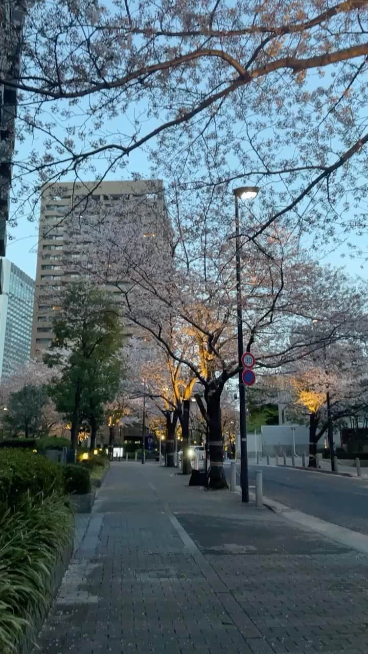 M'sブライダルのインスタグラム：「#さくら #sakura #花見 #walk #japan🇯🇵 #エムズブライダル #ブライダルジャパン #結婚相談所 #東京 #再婚 #恋活 #結婚相談 #バツイチ #婚活 #結婚したい #彼女募集中 #彼氏募集中 #アラサー #アラフォー #tokyo #出会い #一期一会 #marriage #結婚 #彼女 #本気 #恋人 #彼氏 #年上彼女 #年上彼氏 う」