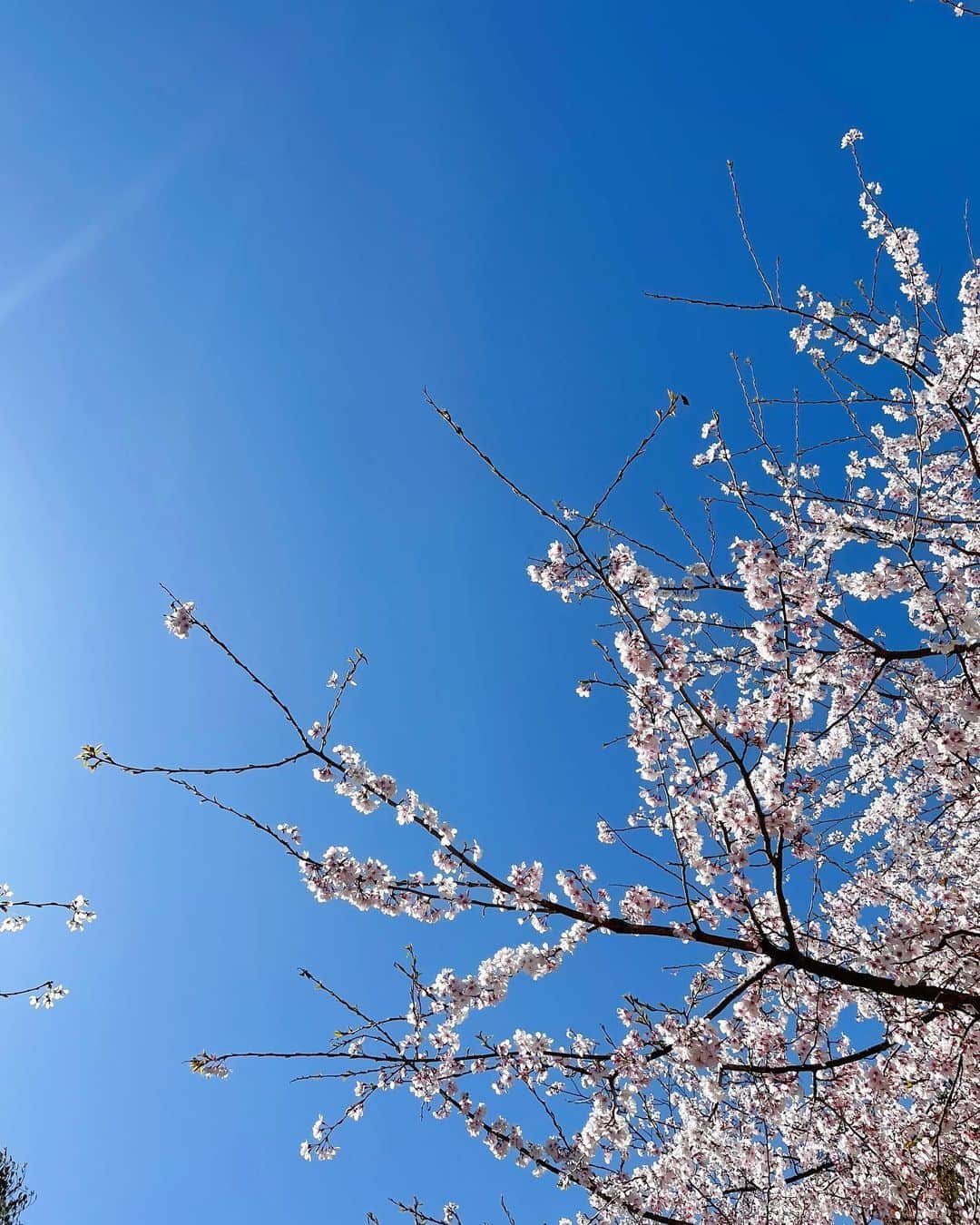 西口真央のインスタグラム：「今年も色んな桜に出会いました🌸  場所，天気，時間帯，そして日によって表情を変える桜、癒されました/// 最後まで楽しませてもらおう☺️  思わず足を止めて📷に納める #桜 #お花見」