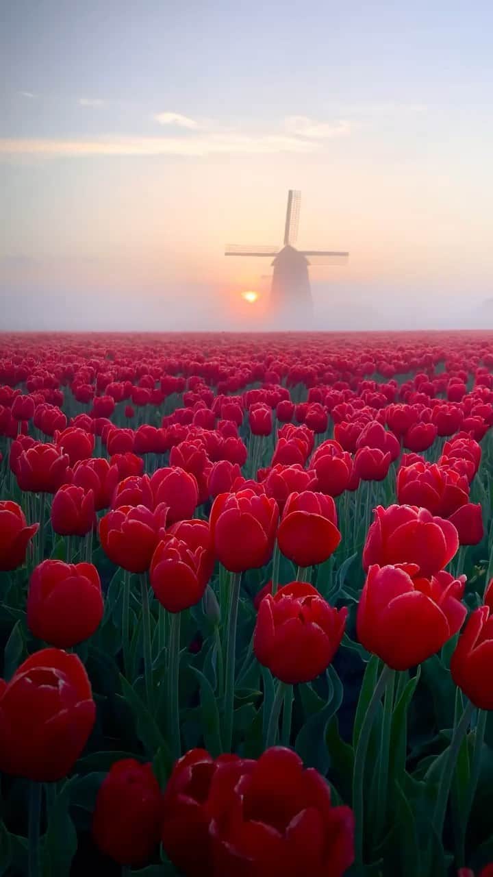 メドモアゼルのインスタグラム：「Magical days begin with a magical sunrise… Where would you like to start you day ? 🌹  mesdemoisellesparis.com #mesdemoisellesparis」