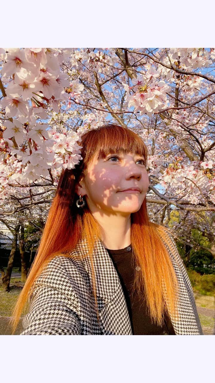 鴻上久美子のインスタグラム：「🌸 声をお届けします😊  #桜  #さくら  #sakura #声  #voice #ナレーション」