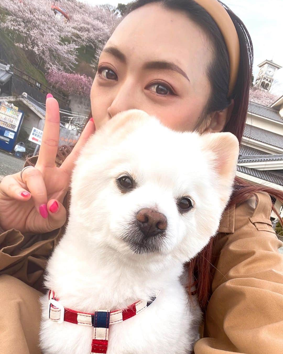 みかんさんのインスタグラム写真 - (みかんInstagram)「こんな可愛いくて大人いしいワンちゃんがほしい🐶 @kotaro0515ruru  飼い主様の方がもっと可愛いけど😂 そんなことある？ #ポメラニアン #小太郎 #大岡仁美様のワンチャン #大岡蒲鉾店」4月2日 7時37分 - mikan02241984