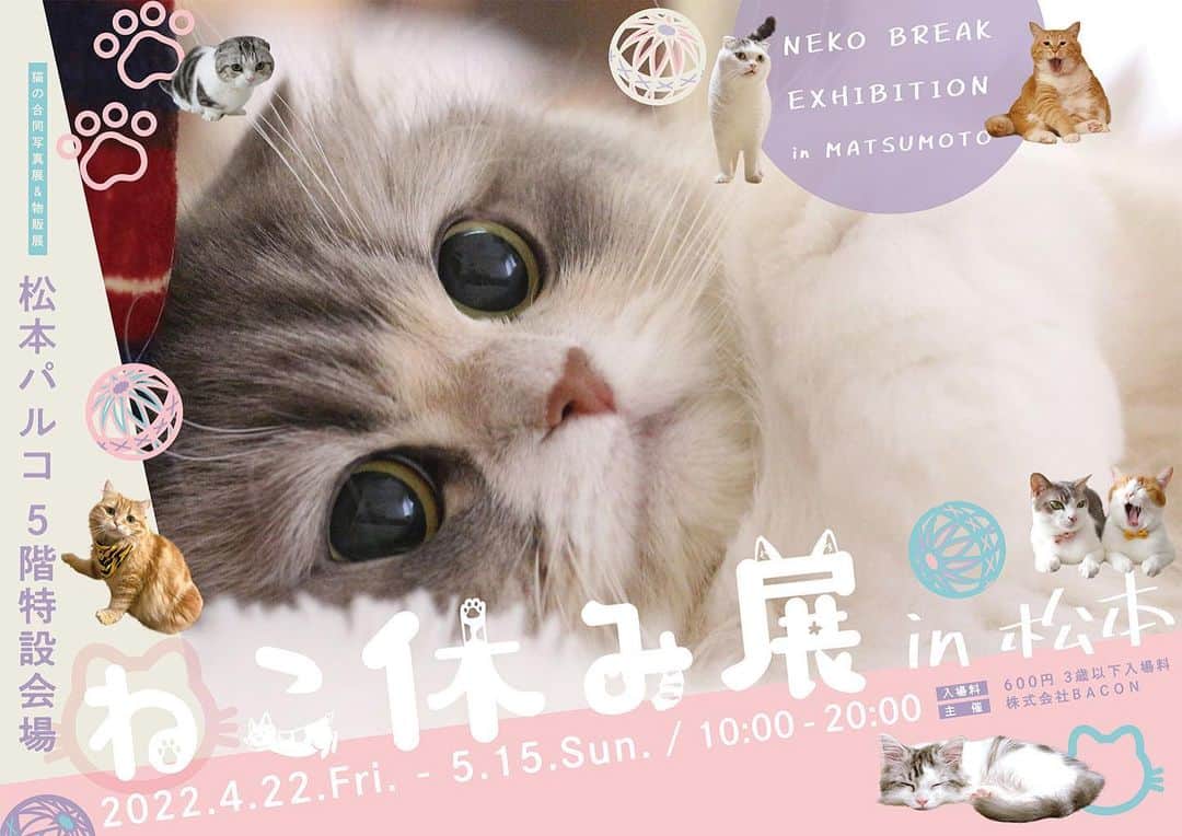 まっぷーちんのインスタグラム：「４月になりましたね〜🌸 22日(金)からは初めて松本でねこ休み展が開催されるみたいです。 どアップねこちゃん可愛い😍  #ねこ休み展」