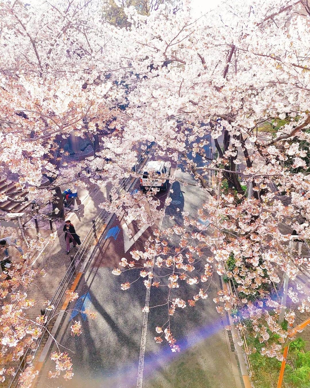 鈴木理香子のインスタグラム：「この春 何かを卒業したり 新しい生活を迎える人に向けて エールを送るように咲いていました👊😆🎵🌸 皆さんにとって素敵な出逢いが 沢山ありますように…😊🌸  #東京 #桜 #さくら #🌸 #新年度スタート #sakura」