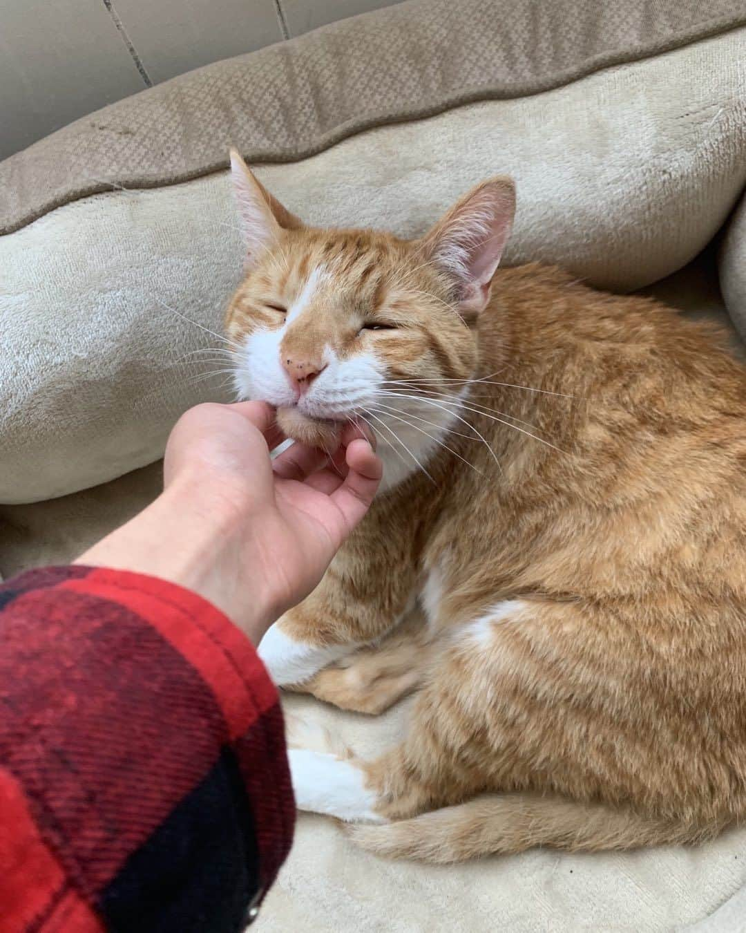 クリス・コルファーさんのインスタグラム写真 - (クリス・コルファーInstagram)「Dis comfy doggo bed 🐶  #petinstagram #orangecat #catsofinstagram #orangecatofinstagram #pet #catlovers」4月2日 3時41分 - misterswiper