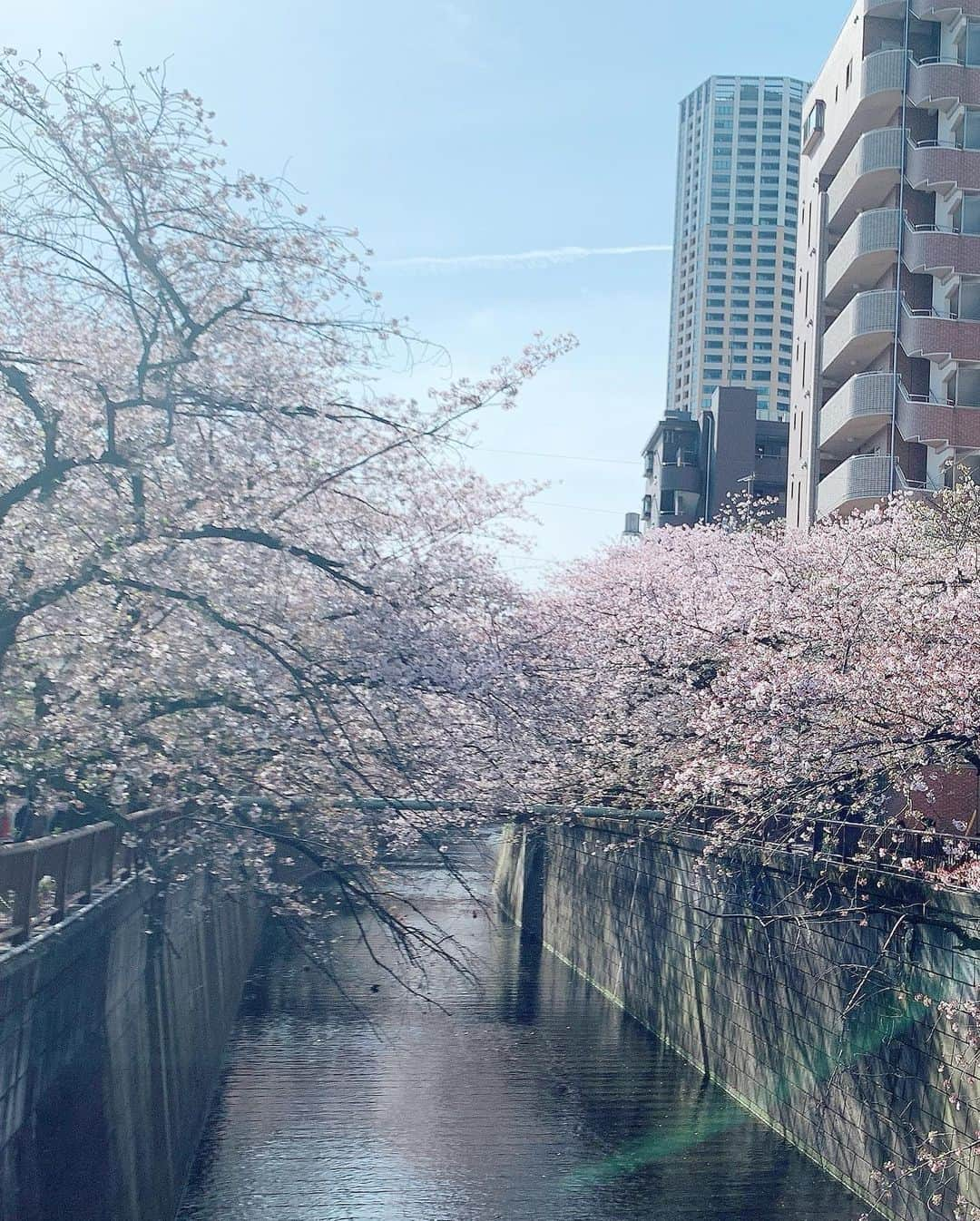 安田美沙子さんのインスタグラム写真 - (安田美沙子Instagram)「毎年恒例の桜🌸ラン❤️  朝早めにスタートしました！ なのでまだ空いていて、もしかしたら今週いっぱいかな？という桜を堪能できました✨  四季があることに感謝。 仲間と走れることに感謝。  華やかな気持ちになり、最近みんなと走れていなかったので、充実した時間になりました。  コーチにフォームを修正してもらったり、カフェ☕️に寄り道したり。息子のスイム&体操の前の、ほんの朝の数時間がしあわせでした。  16キロ！！ 今月末のハーフマラソンに向けて✨あと少し、追い込むぞう(ほどほどに。。)  #run #桜ラン　#桜🌸　#花粉症　#目がかゆい #目黒川　#動画も回したよ　#エンノシターズ #thanks #soulmate #コーヒーに🌸」4月2日 16時55分 - yasuda_misako