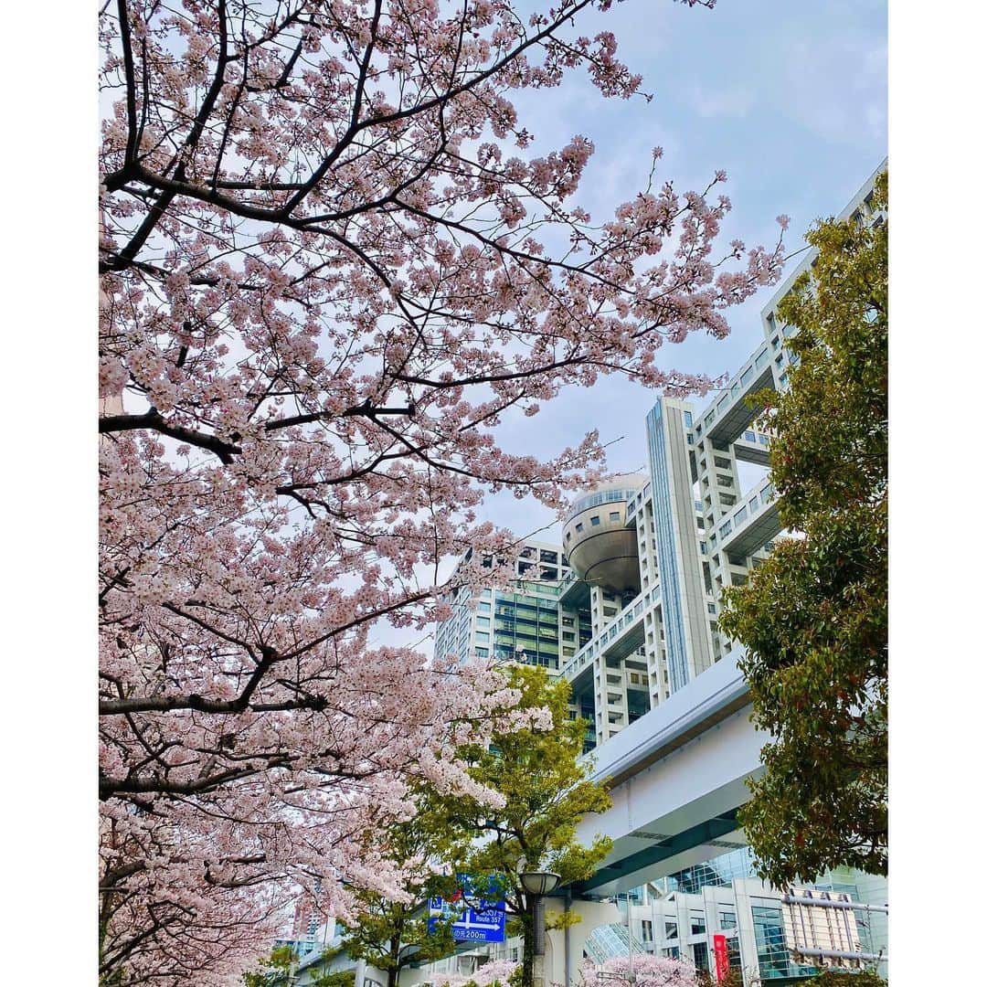 竹俣紅のインスタグラム：「🌸 4月になりましたね。 私も入社2年目となりました。 ⁡ この4月から、 『めざまし8』情報キャスターを担当させていただくことになりました✨ 木曜・金曜にスタジオ出演いたします。 めざまし8の先輩方と一緒にお仕事ができるのがとてもうれしいです☺️ ⁡ 月・火は、引き続き『Live News イット!』フィールドキャスターを務めます🎤 ⁡ ⁡ 新生活を始められた方もいらっしゃると思いますが、 こんなご時世ということもありますので、健康第一でお過ごしください。 ⁡ 【写真1枚目】お台場の桜 2022 【写真3枚目】 昨年撮ったものです。髪が長かったな〜！！」