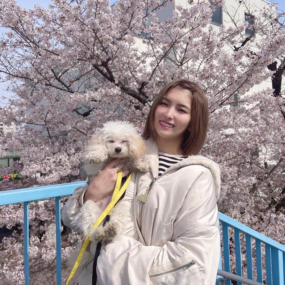 ききまるさんのインスタグラム写真 - (ききまるInstagram)「お花見に行ったよ🌸 梅子初めての桜🌸🐶  . . #お花見 #お花見日和 #お花見散歩」4月2日 17時26分 - kikigram_97