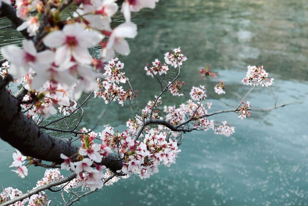 白井ゆかりのインスタグラム：「.. #桜のあるくらし  🌸🌸🌸  川沿いの桜をスマホでパチリ📸  動画はぼーっとしながらみてください なにもおきません。笑笑  #桜 #桜のあるくらし #ウェザーニュース」
