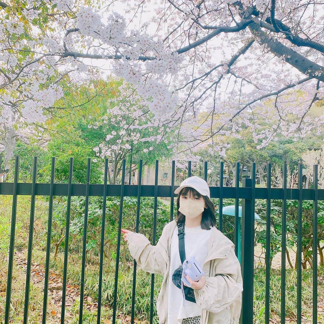 稲垣来泉のインスタグラム：「. 今年も桜🌸の写真を たくさん撮りました。 . 毎年綺麗に桜が咲いてくれて ピンクがかわいい❤️ . . . いつかはまた お花見ができますように… . . 今はちゃんと 手洗いうがい消毒マスク。 . . もう、皆様は今年桜を見ましたか？ . . . #私も花粉症 #春 #桜 #🌸」