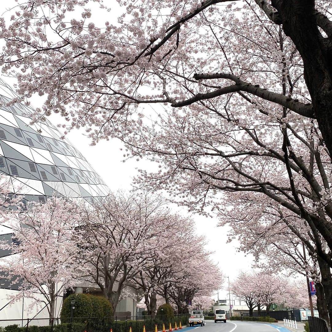 鈴木京香さんのインスタグラム写真 - (鈴木京香Instagram)「スタッフです。 鈴木は新しい作品の撮影で 慌ただしく過ごしています。 先日、お邪魔したロケ先では桜が満開でした！ 日差しも心地よく、 華やかなになりつつある街並みに、 季節を感じ癒されています♪ 新しい作品の情報をお知らせするのは まだ先になりますが、 今週も鎌倉殿の13人をお楽しみくださいませ。  #NHK#鎌倉殿の13人#毎週日曜20時放送#丹後局#桜#お花見#鈴木京香#kyokasuzuki」4月2日 9時58分 - kyokasuzuki_official
