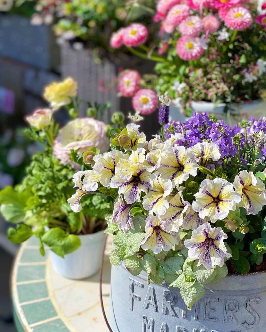 瀬戸早妃のインスタグラム：「暖かくなってくると お花を沢山お迎えしたくなりますね💕  皆さんはどんなお花が好きですか？🥰  #ガーデニング #お花のある暮らし  #flowerstagram」