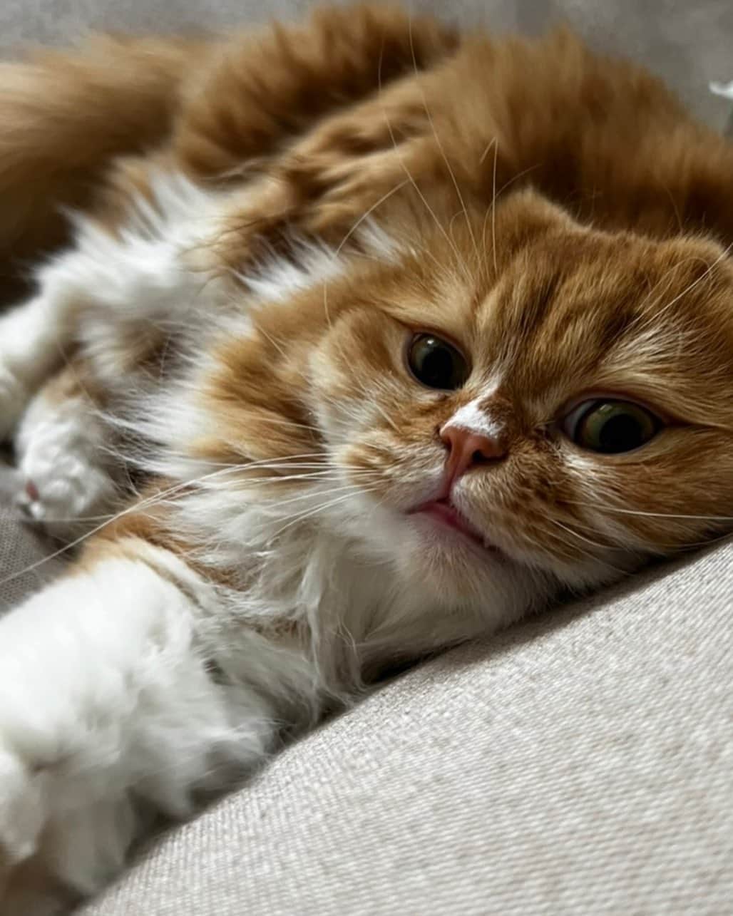 宮脇渉のインスタグラム：「SEXYに撮れた🐈 我が愛猫　#すこてぃっしゅふぉーるど  #ねこ」
