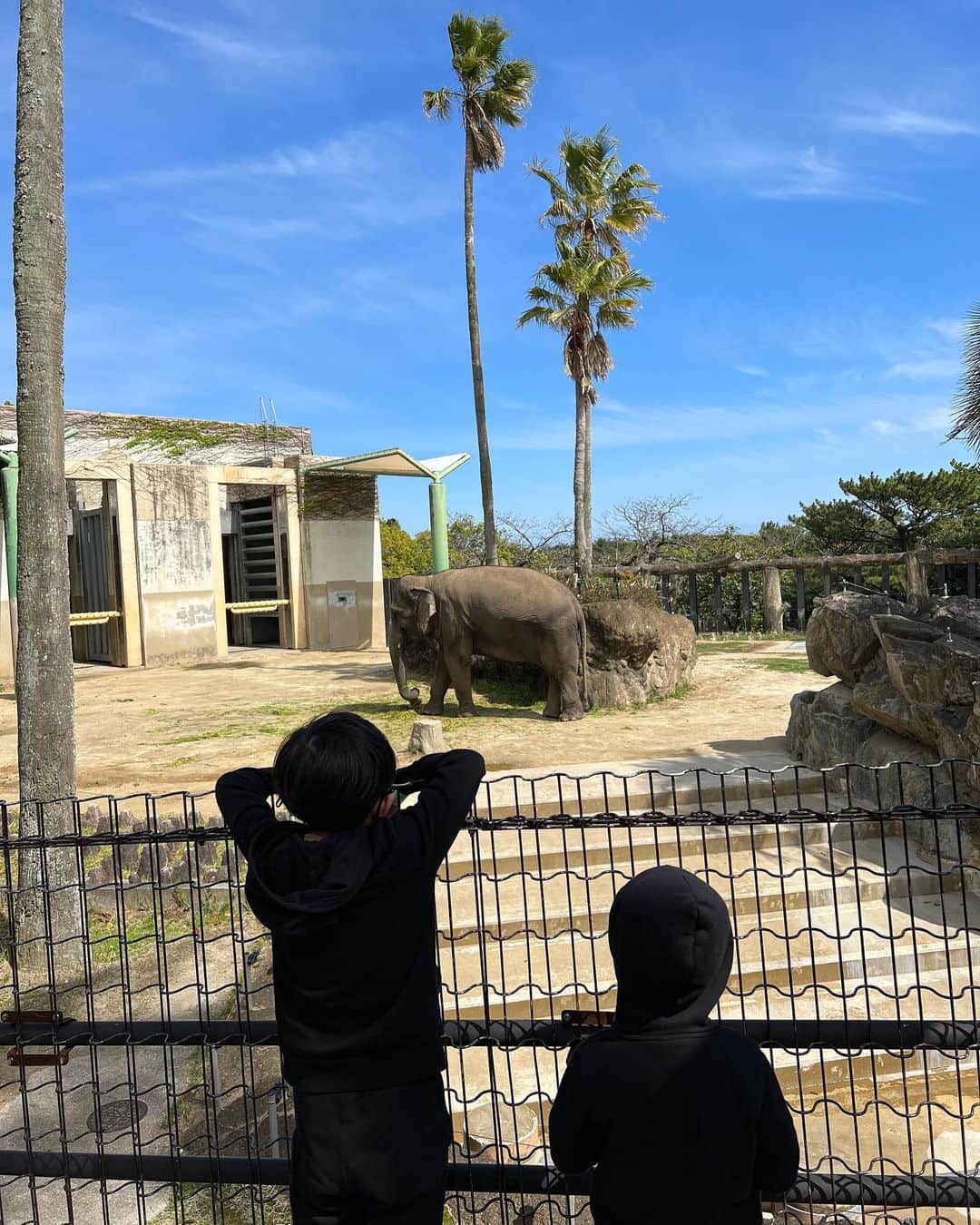今宿麻美さんのインスタグラム写真 - (今宿麻美Instagram)「宮崎の思い出 『フェニックス自然動物園』 私も小さい頃よく行った場所。 子供達は大満足。」4月2日 10時53分 - imajuku0107