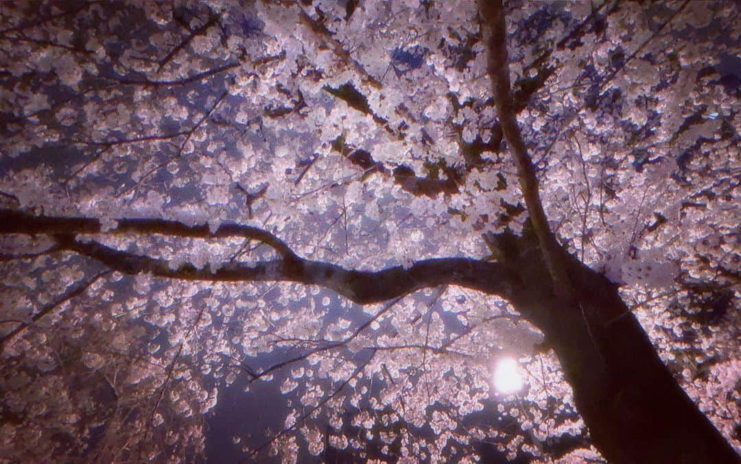 みけねこのインスタグラム：「🌃🌸」