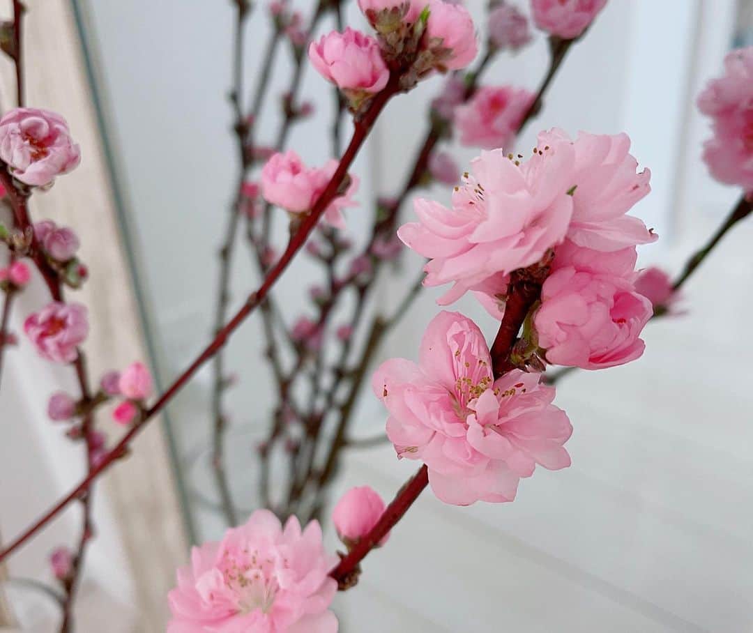 高嶋香帆のインスタグラム：「お家の中にも春らしさを🍑 桃の花だそうです☺️🌸」
