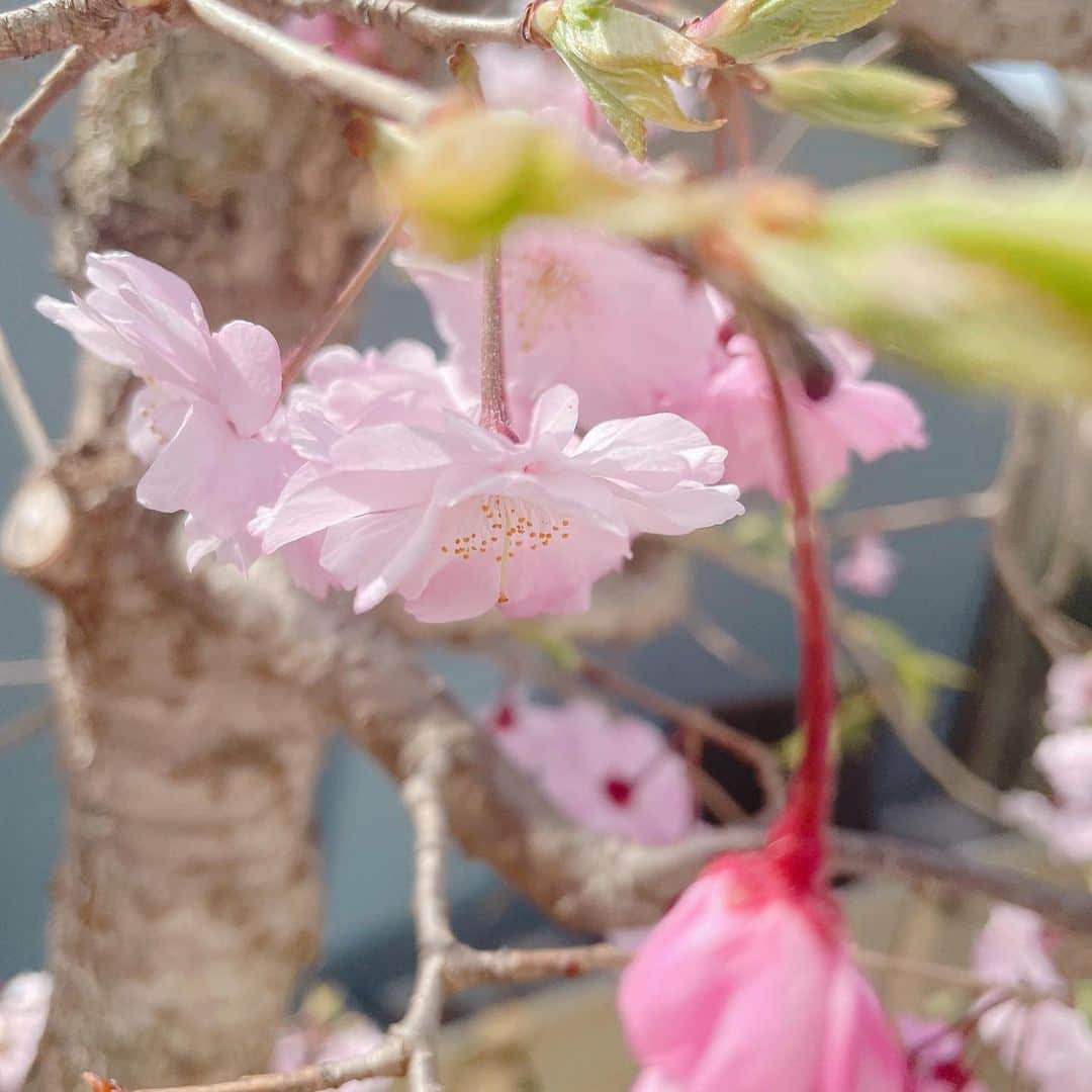 芝彰子さんのインスタグラム写真 - (芝彰子Instagram)「🌸🌸🌸  今年の私の桜pic collection  もう今週末で見納めかな？  わっ✨と大きく咲く 桜並木を見ながら歩くのは好きだけれど、 お花ひとつ一つのサイドや真上や真下から見る桜は また魅力的で大好きです♡  . #桜　#さくら #sakura #japan #japansesespring #ちなみに私の本名の第一候補は桜子だったそう #だから桜がすごく好きなのかな😂なーんて」4月2日 14時07分 - akiaki1221