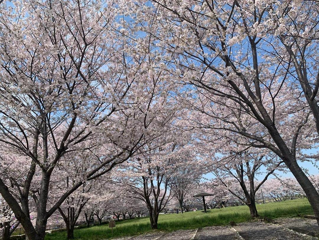 田中悦子さんのインスタグラム写真 - (田中悦子Instagram)「お花見🌸のお弁当🍱🍙  母、弟、息子と4人で めっちゃ食べちゃいました❣️  昨年も同じ場所でお花見🌸しました❣️  弟も私も花粉症がひどいので 食べたらすぐに退散です笑😂🤧🤧🤧🤧  また来年も家族皆んなが健康で来れますように💕  行きも帰りも 助手席の息子は絶好調に面白くて 涙流しながら爆笑しました🤣  テレビに出てるお笑いより面白い笑マジで🤣  #お花見 #お花見弁当 #お花畑パスタサラダ #ミモザサラダ #ビビンバおにぎり #シラスと大葉と梅干しのおにぎり #チーズダッカルビ #豚肩ロース赤ワイン煮込み #焼きそば #お稲荷さん #手作り弁当 #桜 #🌸 #埼玉県羽生市 #羽生スカイスポーツ公園」4月2日 14時30分 - etsuko.reborn25