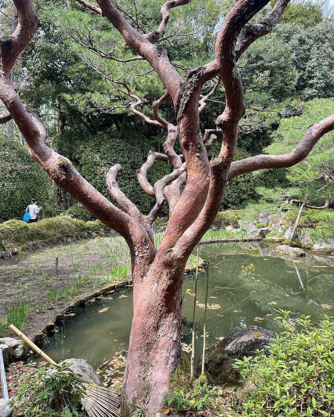 三浦瑠麗さんのインスタグラム写真 - (三浦瑠麗Instagram)「祇園さんから円山公園を抜けて、平安神宮の神苑へ。 お薄をいただいて、ひと休み。 八重咲きの紅枝垂れ桜が見頃でした。」4月2日 14時36分 - lullymiura