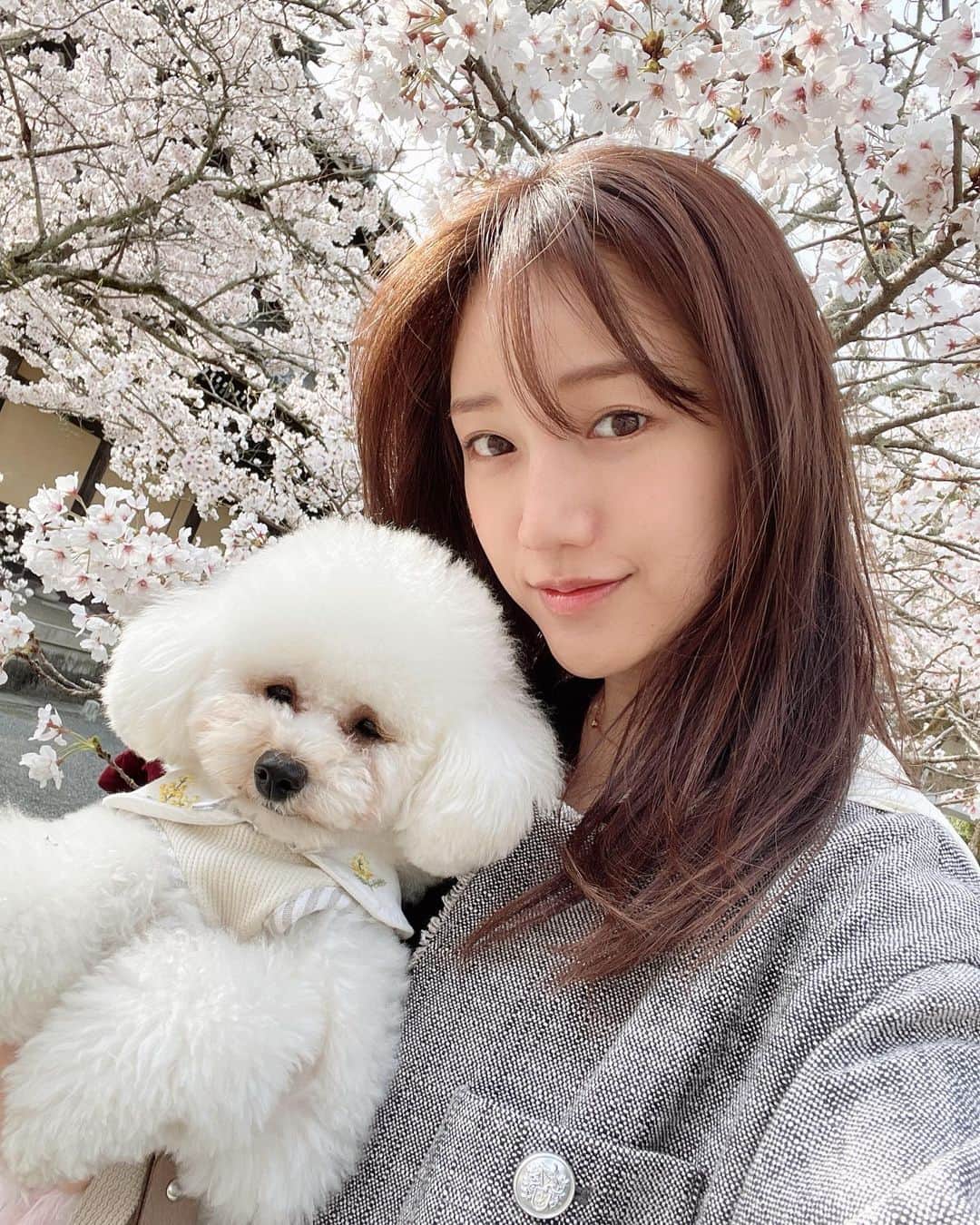 森川侑美のインスタグラム：「眠そうな顔してるなぁと思ったら 寝た😪笑  今年は去年あまり見れなかった桜を 挽回するように目に焼き付けている🌸 今が満開でどこも本当に綺麗🕊  #お花見」