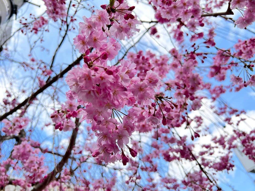 植原みゆきさんのインスタグラム写真 - (植原みゆきInstagram)「花も団子も🌸🍽  #桜  #出店のチヂミ」4月2日 20時04分 - myumyu_uehara