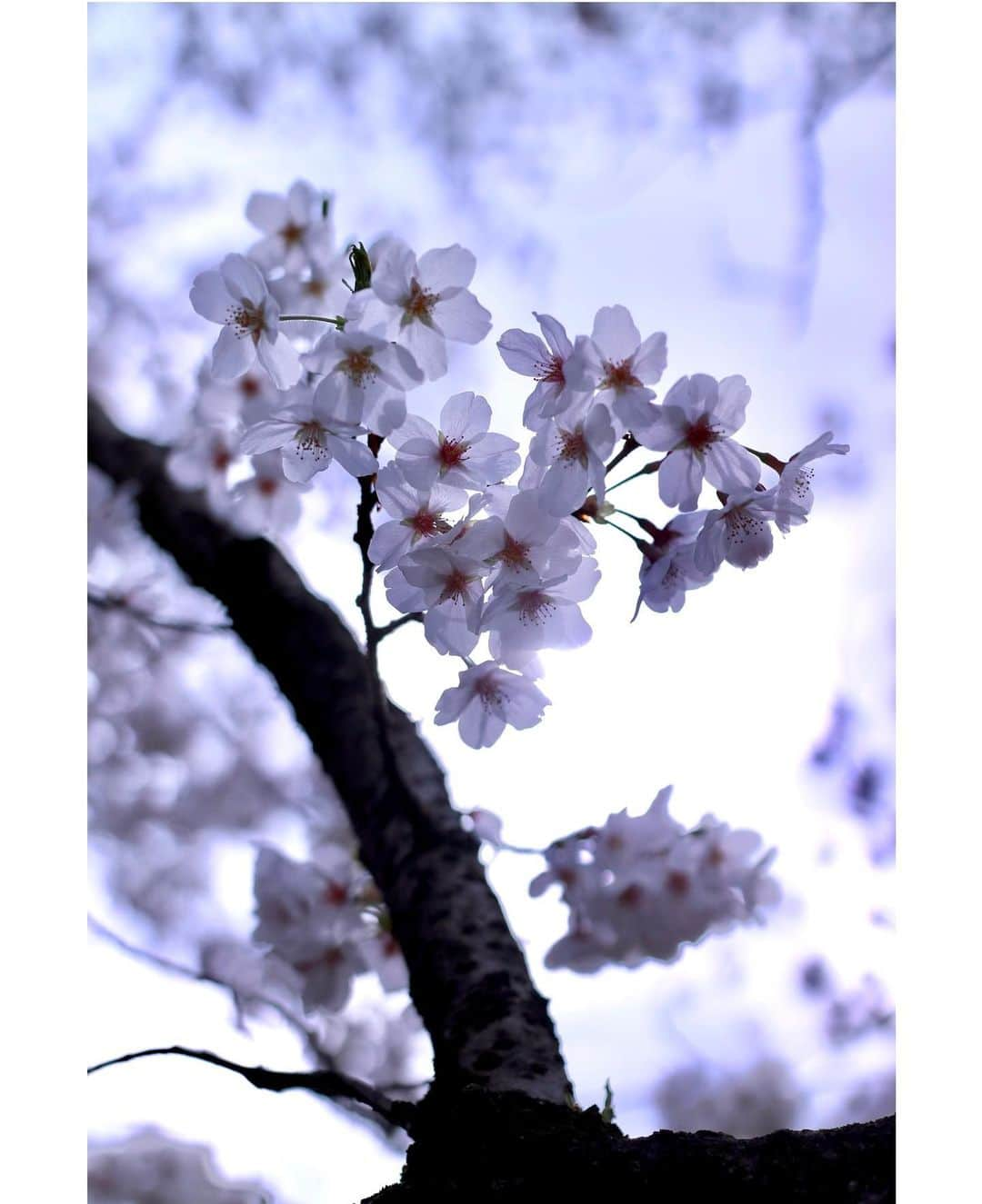 斎藤ちはるさんのインスタグラム写真 - (斎藤ちはるInstagram)「陽の光に透けている花びら🌸 . 儚くも強く、美しい😌 . . #桜 が #一番好き #この #寒さ で #長持ち してくれれば #いいな #もっと見ていたい #chihashot . #皆さん #沢山のコメント #ありがとうございました . . #斎藤ちはる#テレビ朝日アナウンサー#テレビ朝日#テレ朝#アナウンサー#カメラ#一眼レフ#一眼#ミラーレス#ミラーレス一眼#ミラーレスカメラ#カメラ好き#単焦点#さくら#太陽#太陽光#逆光#光#🌸」4月2日 20時06分 - chiharu_saito_ex