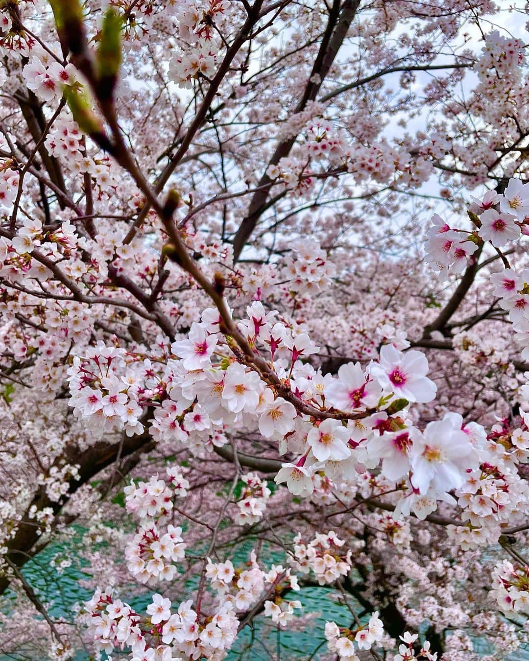藤咲めいのインスタグラム：「綺麗に撮れたから残しておこう🌸🍭 . . #sakura #🌸 #皇居 #桜田門 #桜」