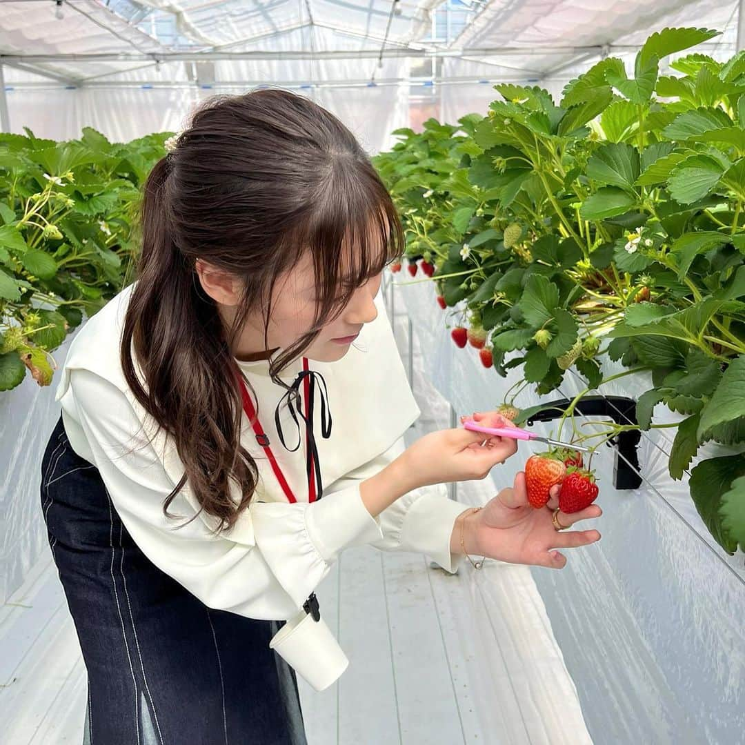 月野有菜さんのインスタグラム写真 - (月野有菜Instagram)「いちご狩り幸せでした🍓」4月2日 20時30分 - yuna_tsukino920