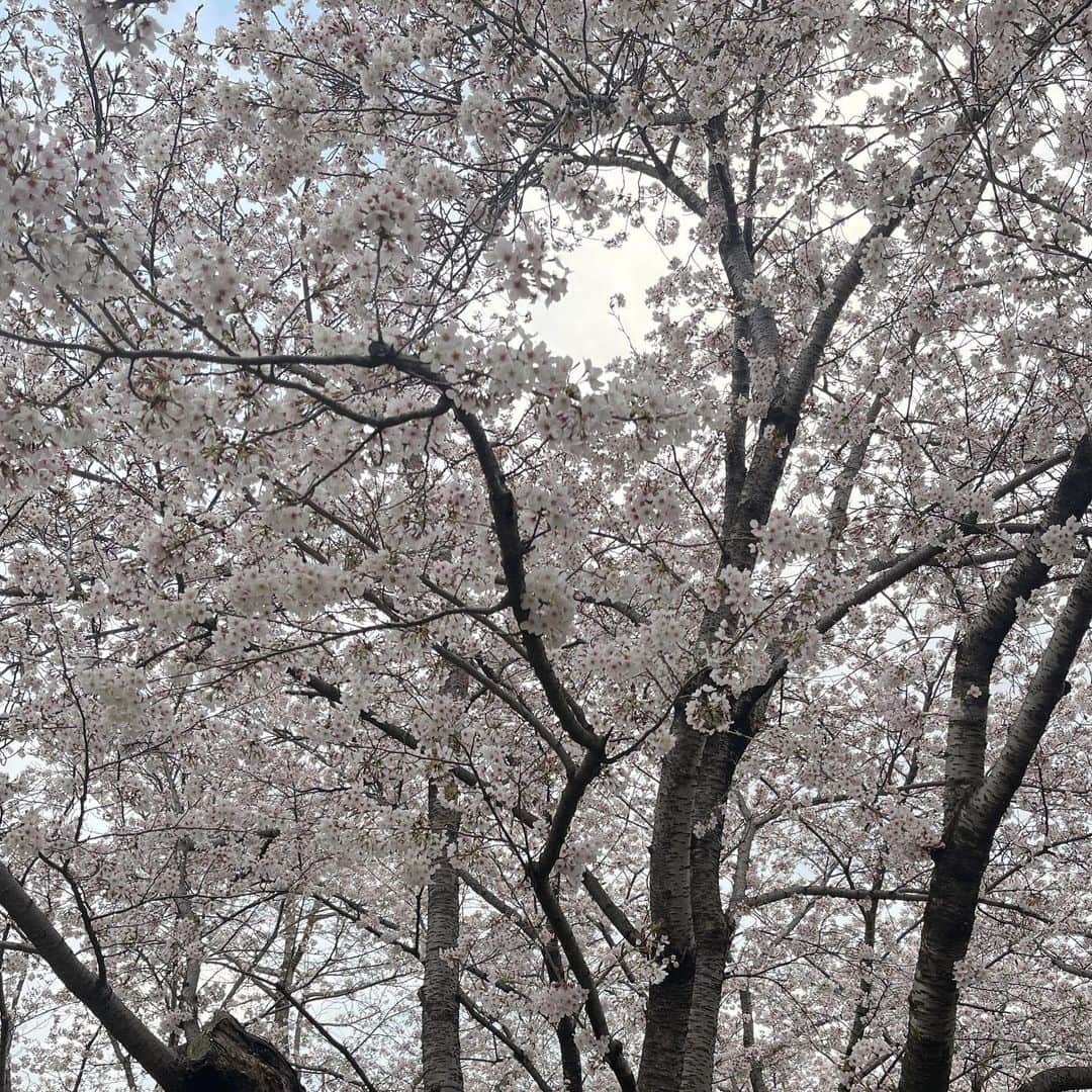 吉成亜美さんのインスタグラム写真 - (吉成亜美Instagram)「桜を見て、いまから肉を食べます」4月2日 20時38分 - amiyoshinari