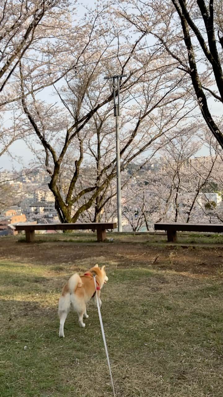 てんパパのインスタグラム