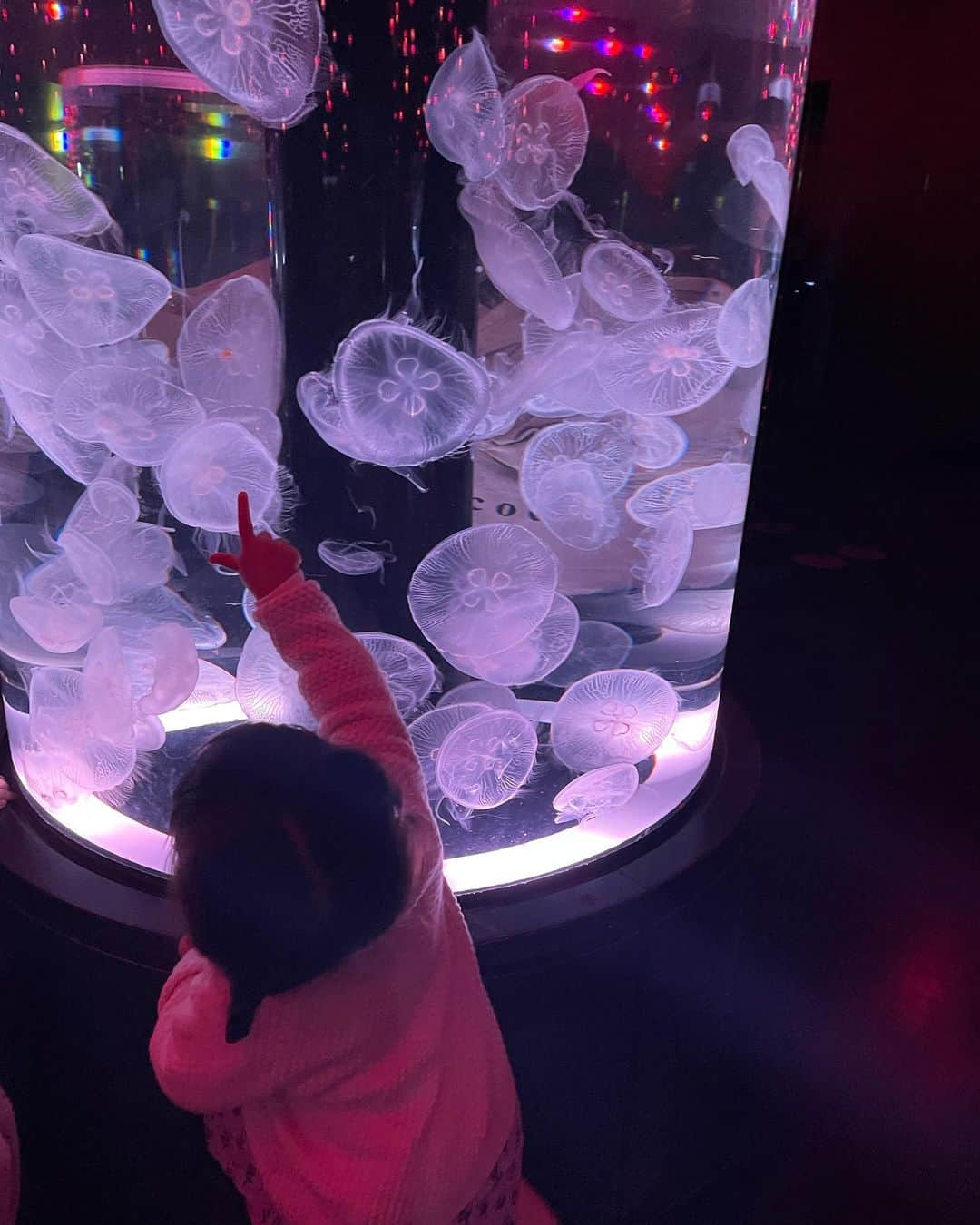 水野佐彩さんのインスタグラム写真 - (水野佐彩Instagram)「・ 水族館🐠🐟🐡🦭❤️ #きょうのわたちたち👩‍👧  #きょうのわたちたち👨‍👩‍👧   3回目の水族館だった娘👧🏻 行くたびに反応が濃くなるので 成長を感じられて嬉しい💕💕 今年は動物園も連れて行ってあげたいな🦣🦍🦒🐖  #153cmコーデ #おちびコーデ #おちびの輪 #Sサイズコーデ #ままコーデ #ママコーデ #ママライフ #2020年ベビー #女の子ママ #女の子ベビー #ブルベ夏 #ブルベ #ブルベサマー #ソフトエレガント #ウェーブ #骨格診断ウェーブ #2歳女の子 #2歳女の子ママ」4月2日 21時03分 - saaya_mizuno