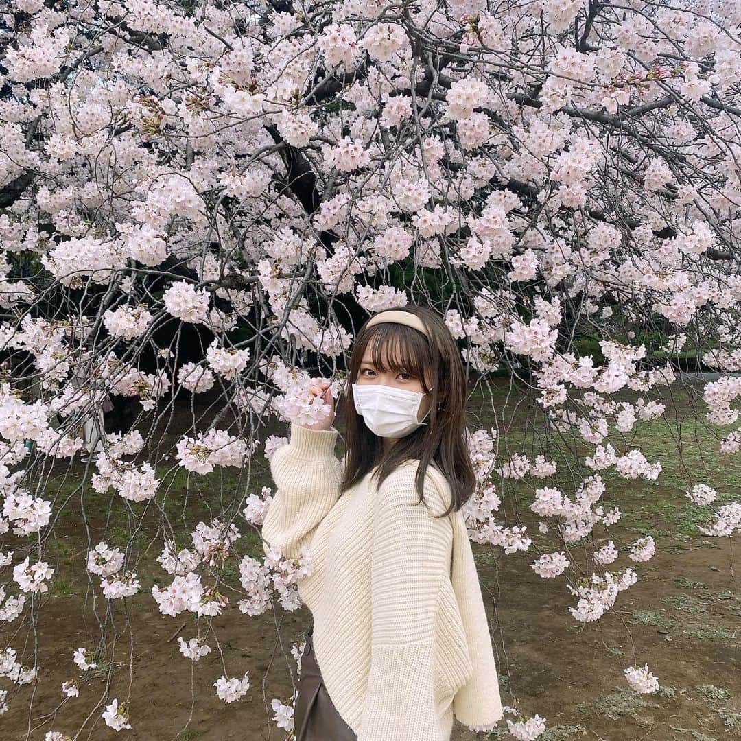 石井香帆さんのインスタグラム写真 - (石井香帆Instagram)「さくら🌸」4月2日 21時32分 - kahoyan_610