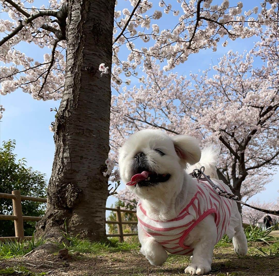 こなつのインスタグラム：「🌸🌸🌸🌸🌸🐶🤍🌸🌸🌸🌸🌸🐶💕」