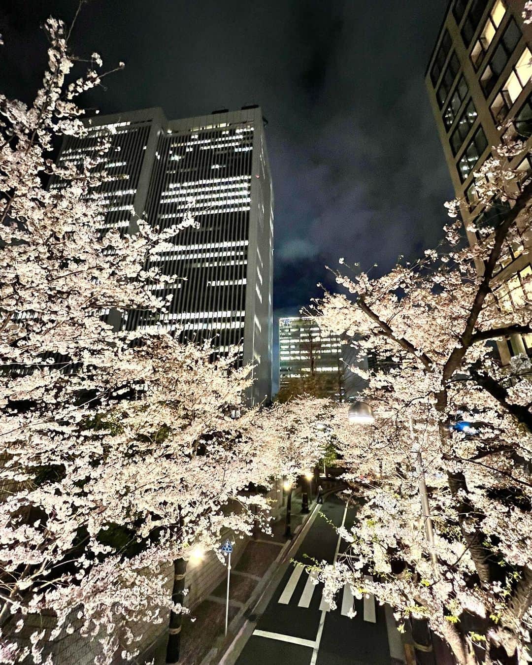 さわいえりさんのインスタグラム写真 - (さわいえりInstagram)「夜桜🌸  都内は桜の綺麗なスポットばかりなのに、 なかなか行く機会が無い… ごはんの帰りに赤坂の夜桜見に行ったよ☺︎  綺麗過ぎて、酔ってないのにハイテンションなった♪笑  ・  ・  ・  #夜桜#赤坂#赤坂の桜#お花見#綺麗#東京観光」4月2日 21時44分 - beauty_eri7
