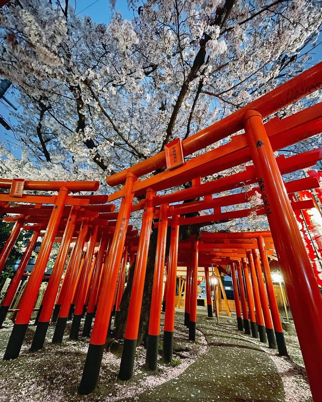 JAPANのインスタグラム：「iphone long exposure #sakura #桜　#鳥居 #和徳稲荷社」