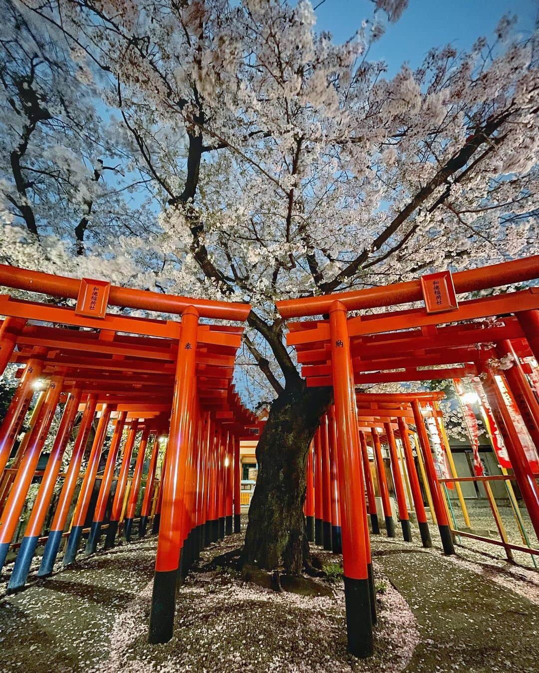 JAPANさんのインスタグラム写真 - (JAPANInstagram)「iphone long exposure #sakura #桜　#鳥居 #和徳稲荷社」4月2日 21時45分 - japan_gram