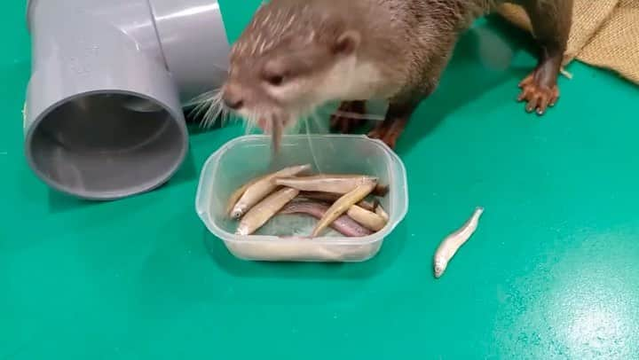 ちぃたん☆のインスタグラム：「いつも好きな魚から食べるカワウソちぃたん　 Otter Chiitan always eats from favorite fish」