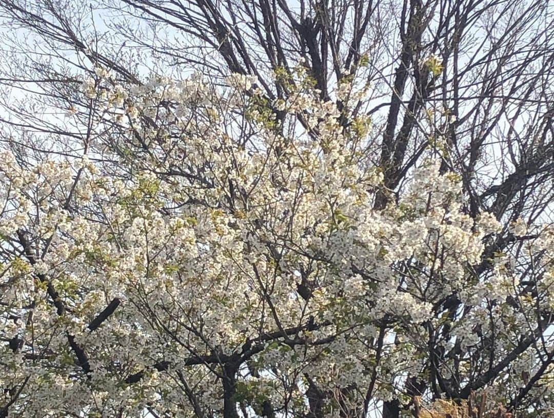 栗原類さんのインスタグラム写真 - (栗原類Instagram)「花見をしてきました。今年の桜も自分なりに意味があるものだと思っています。観れてよかったと思っています。皆様はもう見れましたか？ まだの方々は今からでも間に合うと思うので思い出を共有したい人と一緒に是非桜を見てください。忘れられない光景になると思います。 #桜 #cherryblossom」4月2日 22時37分 - louis_kurihara