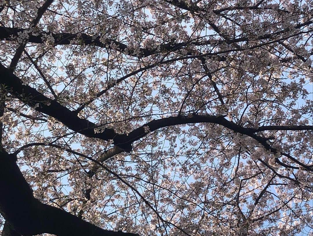 栗原類さんのインスタグラム写真 - (栗原類Instagram)「花見をしてきました。今年の桜も自分なりに意味があるものだと思っています。観れてよかったと思っています。皆様はもう見れましたか？ まだの方々は今からでも間に合うと思うので思い出を共有したい人と一緒に是非桜を見てください。忘れられない光景になると思います。 #桜 #cherryblossom」4月2日 22時37分 - louis_kurihara