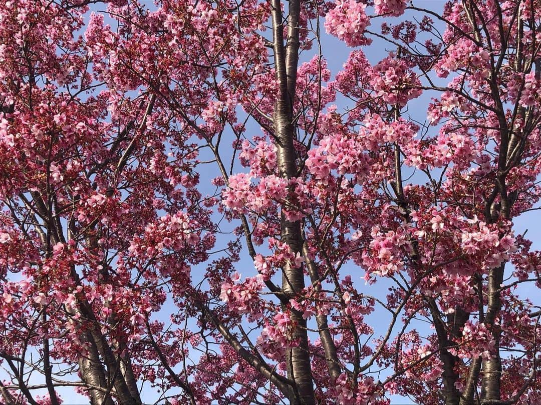 栗原類のインスタグラム：「花見をしてきました。今年の桜も自分なりに意味があるものだと思っています。観れてよかったと思っています。皆様はもう見れましたか？ まだの方々は今からでも間に合うと思うので思い出を共有したい人と一緒に是非桜を見てください。忘れられない光景になると思います。 #桜 #cherryblossom」