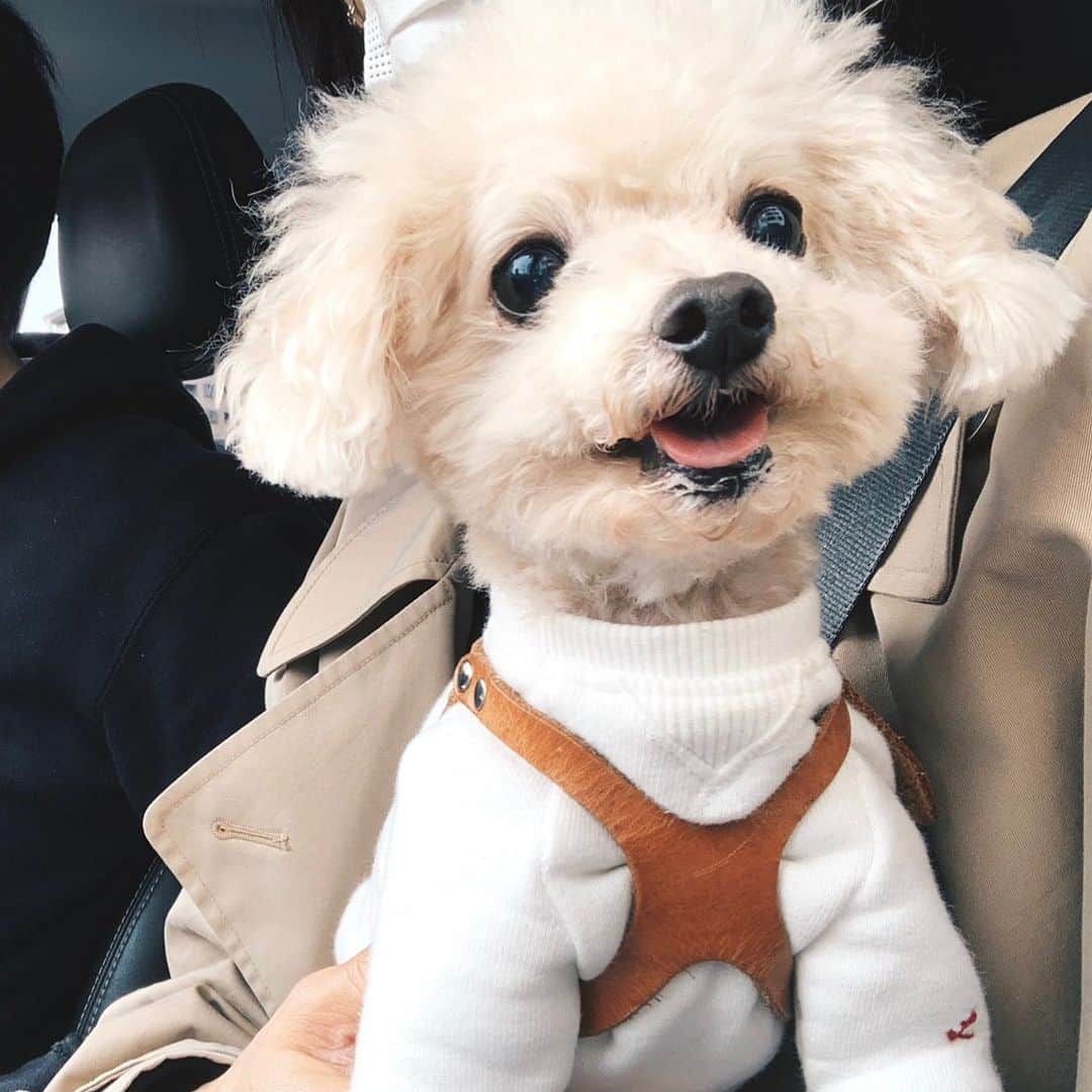 mizuのインスタグラム：「今日は桜を見に行ったけど全くいい写真が撮れてなくてざんねん。。 ろちこは大好きなドライブに大興奮でした•ᴥ•」