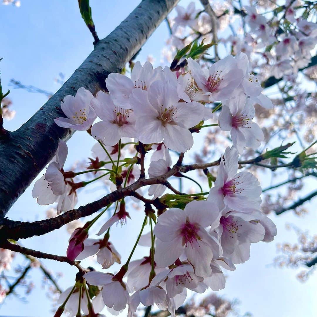 吉井明子さんのインスタグラム写真 - (吉井明子Instagram)「4月🌸  金曜日の放送は、桜の話題に合わせて花びらのグラデーションのようなニットとスカート😌ヘアスタイルは、編み込みからのフィッシュボーンで、すっきり大人の雰囲気でした✨  春は出会いと別れの季節ですね… 桜の花の儚い美しさとともに、一期一会を改めて感じます。  #あすに一番近い気象情報 #気象予報士 #気象キャスター #weatherforecaster #기상캐스터　#氣象主播 #吉井明子 #nhk #bs4k #bs1 #bsニュース4k #ニット #スカート #桜🌸 #東京の桜 #桜 #cherryblossom #sakura #벚꽃 #樱花」4月2日 23時38分 - akiko_yoshii_sunny_rain