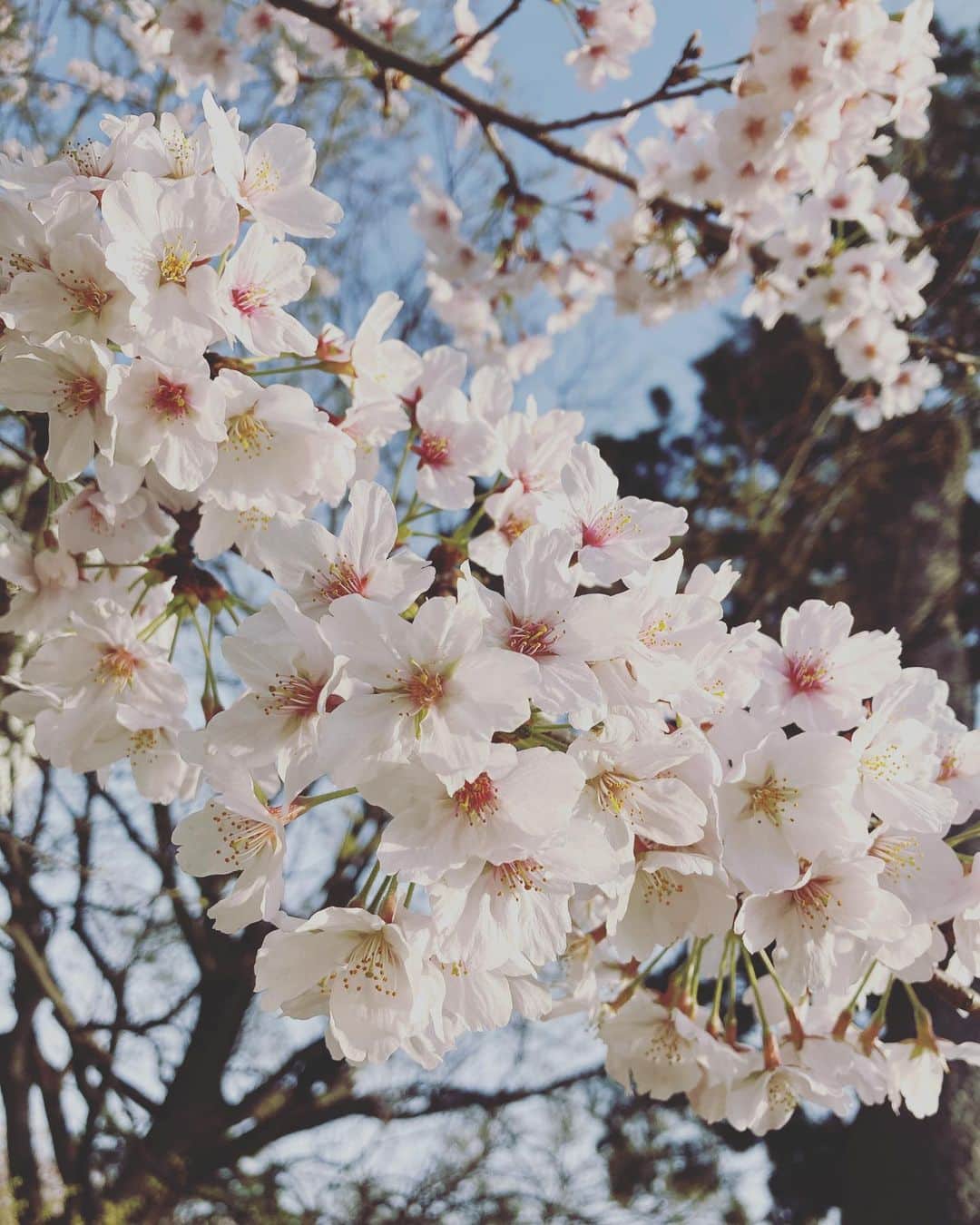 岡村有里子のインスタグラム：「#sakura 🌸🍡  ★お知らせ（4月&5月）★ JAL国際線の機内オーディオプログラム、JAL Special「The Collaborations」でプレゼンターを担当しています☺︎」