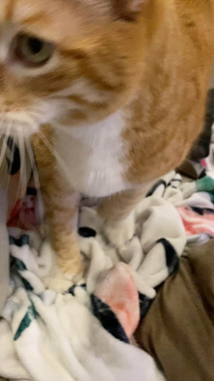 City the Kittyのインスタグラム：「This is what I do in the last minute of the game! 🙀 #duke #northcarolina #finalfour #marchmadness #cat」