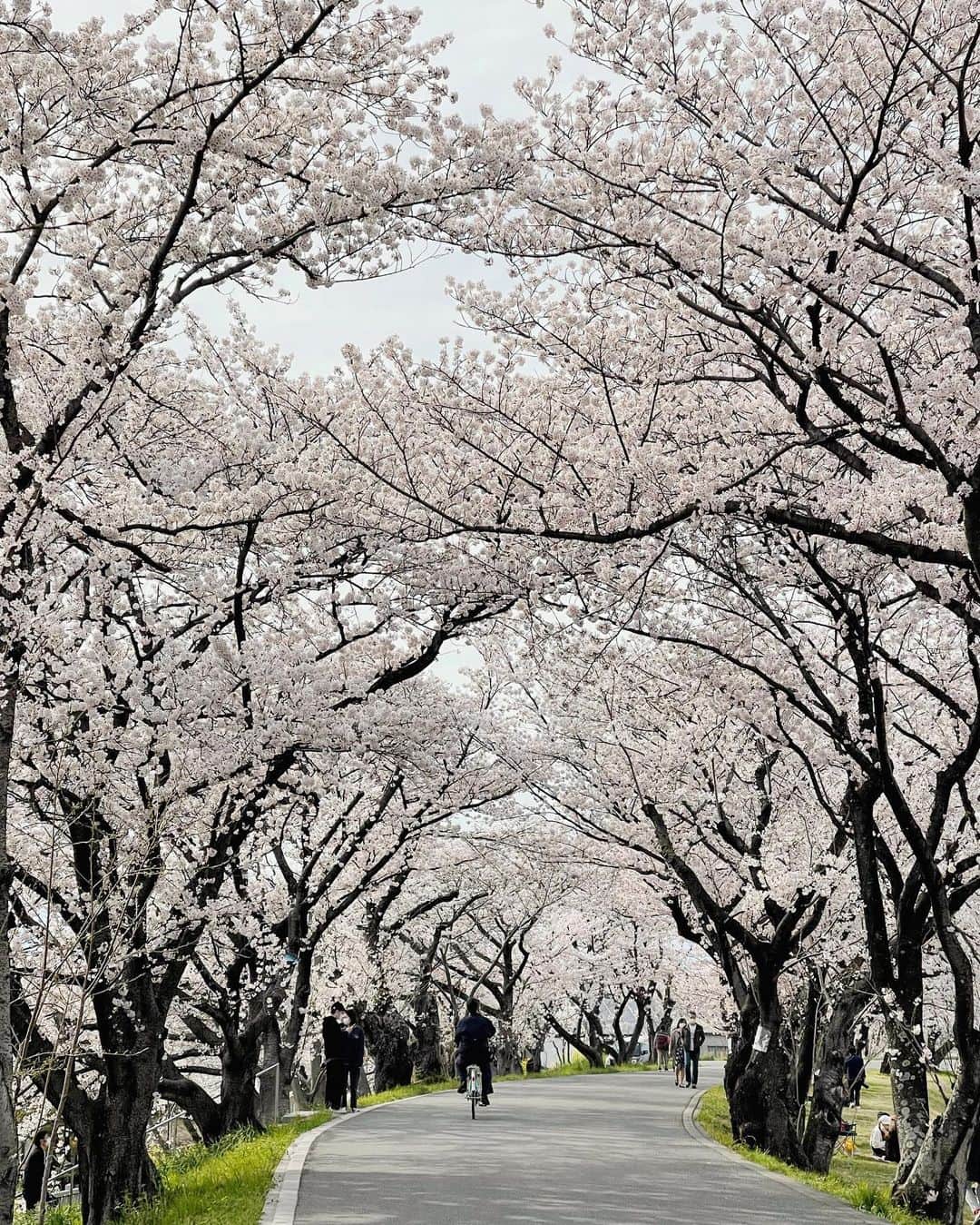 JAPANのインスタグラム：「#大垣　#大垣市　#桜」