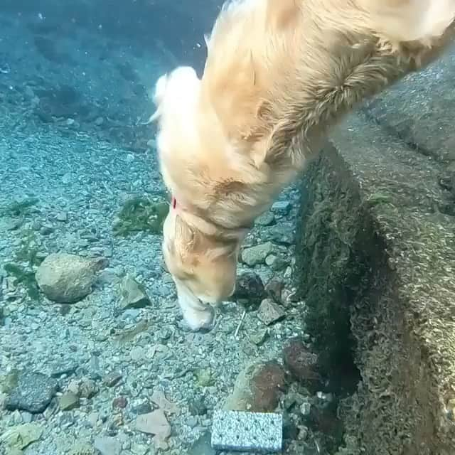 animalsのインスタグラム：「This golden retriever can free dive 🤯 Can your dog do this? 😅💙 Video by @akikoujill」