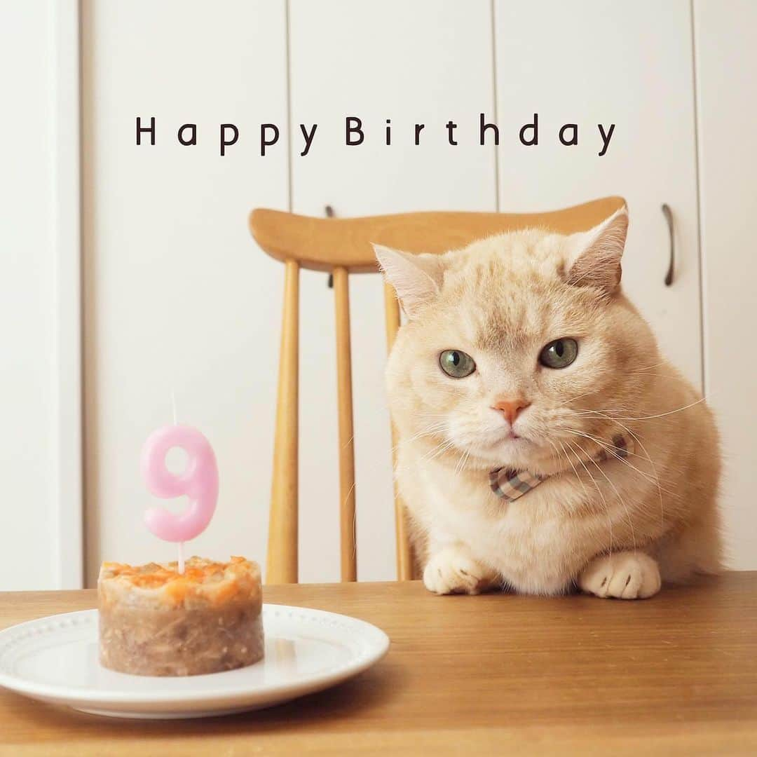 ぷーさんのインスタグラム写真 - (ぷーInstagram)「✩︎‧₊Happy 9h Birthday✩︎‧₊ . ぷーちゃん9歳になりました🐈🎂 先日行った健康診断でも特に問題なし✨ この１年も健康で元気に過ごせますように🐾 . #9歳誕生日 #happybirthday . #クリームパン #サーモンケーキ #立ち食い」4月3日 13時10分 - pooh0403