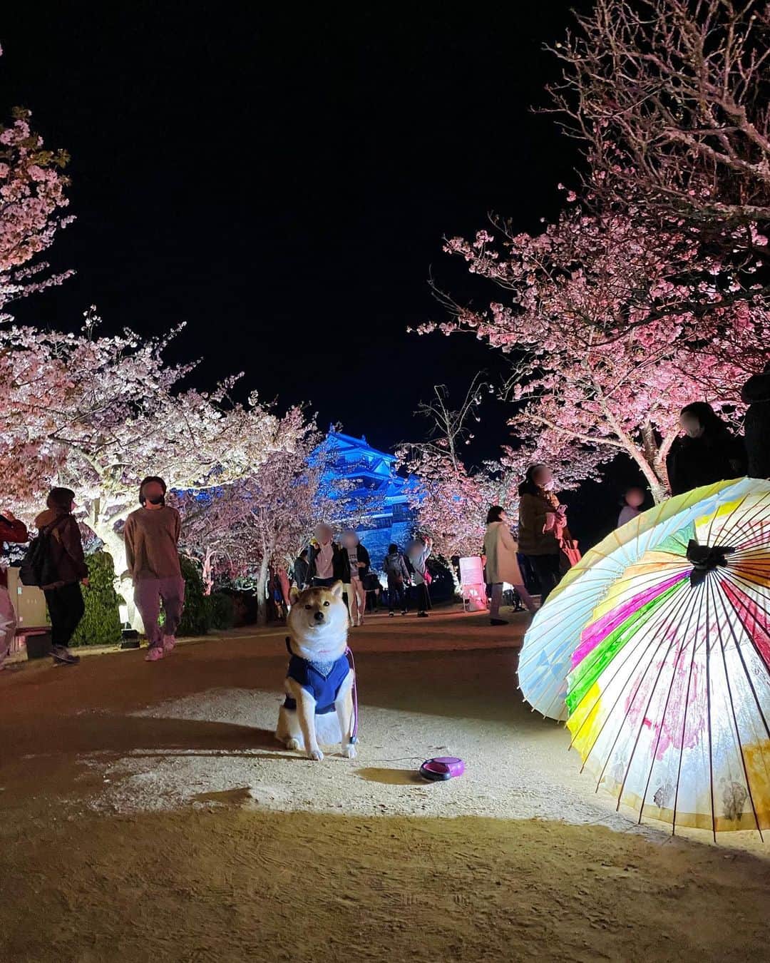 柴犬小雨さんのインスタグラム写真 - (柴犬小雨Instagram)「・ ナイトランのみんなと夜桜を見に松山城へ🏯🌸 ・ ・ 人も多いしわんこも多いし暗いしで、全然思うように撮れんかった🤣💦 でも、すっごく綺麗だったし楽しかったから大満足✨ ・ ⑩はお散歩前にみんなで夜ごはん食べた @gacky_cafe さん🍽 ・ 昨夜はパパも予定が入ってたので、晩ごはんどうしようかなぁと思ってたんだけど... みんなと一緒でこさめも私も楽しい夜になりました🌙 ・ ありがとう~❤️ ・ @madosan0831  @fuku.1005  @kur0t0n  @nene.2020425  @mugi6momo7  ・ ・ ・ #shiba_snap #shibamania #petstagram #dog  #shibadog #petstagram #pet #shiba #shibainu #shibaaaaainu #shibastagram #pecoいぬ部 #dogstagram #子犬#仔犬#狗 #犬のいる暮らし #犬のいる生活 #こいぬ#いぬのきもち #豆柴#まめしば#しばいぬ #9gag #しばけん #ペット#小狗#柴犬#犬#柴犬小雨#シバイヌ」4月3日 8時05分 - fuji_jun1205