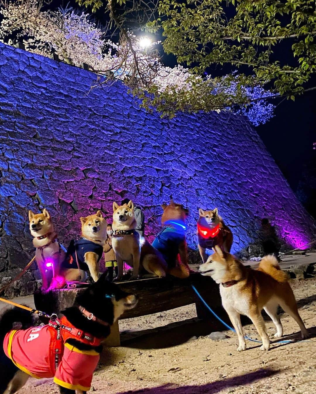 柴犬小雨さんのインスタグラム写真 - (柴犬小雨Instagram)「・ ナイトランのみんなと夜桜を見に松山城へ🏯🌸 ・ ・ 人も多いしわんこも多いし暗いしで、全然思うように撮れんかった🤣💦 でも、すっごく綺麗だったし楽しかったから大満足✨ ・ ⑩はお散歩前にみんなで夜ごはん食べた @gacky_cafe さん🍽 ・ 昨夜はパパも予定が入ってたので、晩ごはんどうしようかなぁと思ってたんだけど... みんなと一緒でこさめも私も楽しい夜になりました🌙 ・ ありがとう~❤️ ・ @madosan0831  @fuku.1005  @kur0t0n  @nene.2020425  @mugi6momo7  ・ ・ ・ #shiba_snap #shibamania #petstagram #dog  #shibadog #petstagram #pet #shiba #shibainu #shibaaaaainu #shibastagram #pecoいぬ部 #dogstagram #子犬#仔犬#狗 #犬のいる暮らし #犬のいる生活 #こいぬ#いぬのきもち #豆柴#まめしば#しばいぬ #9gag #しばけん #ペット#小狗#柴犬#犬#柴犬小雨#シバイヌ」4月3日 8時05分 - fuji_jun1205