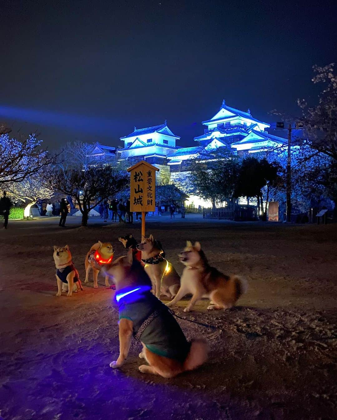 柴犬小雨さんのインスタグラム写真 - (柴犬小雨Instagram)「・ ナイトランのみんなと夜桜を見に松山城へ🏯🌸 ・ ・ 人も多いしわんこも多いし暗いしで、全然思うように撮れんかった🤣💦 でも、すっごく綺麗だったし楽しかったから大満足✨ ・ ⑩はお散歩前にみんなで夜ごはん食べた @gacky_cafe さん🍽 ・ 昨夜はパパも予定が入ってたので、晩ごはんどうしようかなぁと思ってたんだけど... みんなと一緒でこさめも私も楽しい夜になりました🌙 ・ ありがとう~❤️ ・ @madosan0831  @fuku.1005  @kur0t0n  @nene.2020425  @mugi6momo7  ・ ・ ・ #shiba_snap #shibamania #petstagram #dog  #shibadog #petstagram #pet #shiba #shibainu #shibaaaaainu #shibastagram #pecoいぬ部 #dogstagram #子犬#仔犬#狗 #犬のいる暮らし #犬のいる生活 #こいぬ#いぬのきもち #豆柴#まめしば#しばいぬ #9gag #しばけん #ペット#小狗#柴犬#犬#柴犬小雨#シバイヌ」4月3日 8時05分 - fuji_jun1205